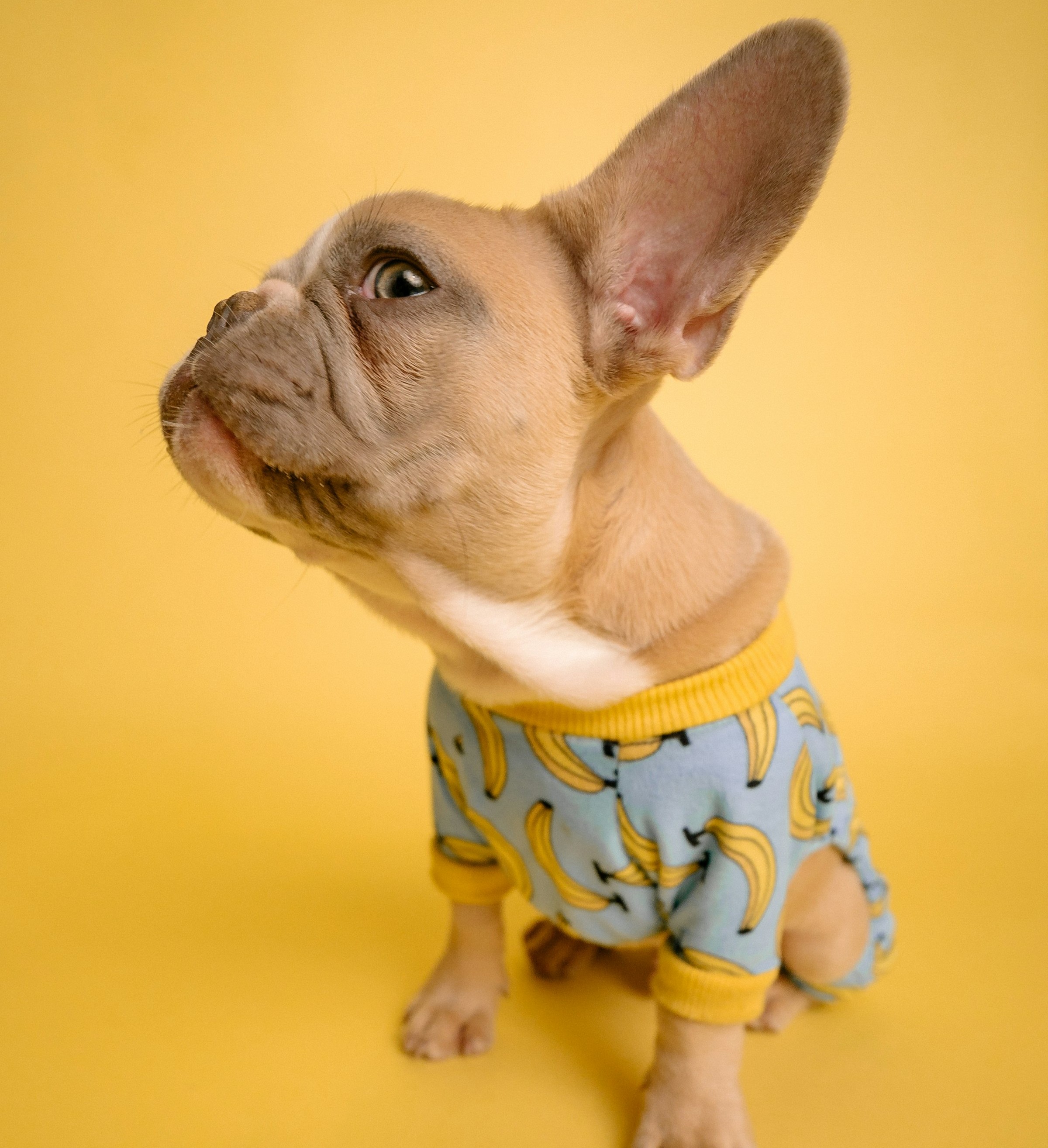 Dog Photo by Karsten Winegeart on Unsplash